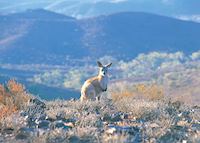 Kangaroo, Angorichna, Flinders Ranges Kangaroo, Angorichna, Flinders Ranges