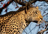 Leopard portrait, Botswana Leopard portrait, Botswana