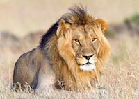 Male lion, Masai Mara Male lion, Masai Mara