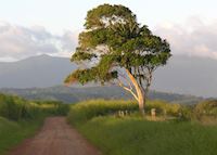Atherton Tableland's, Australia Atherton Tableland's, Australia