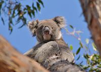 Wild koala on Kangaroo Island Wild koala on Kangaroo Island