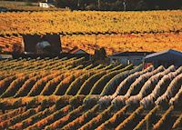 Autumn vineyard, Hawkes Bay Autumn vineyard, Hawkes Bay