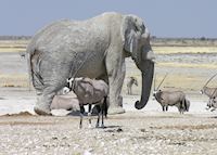 Elephant in Etosha National Park Elephant in Etosha National Park
