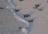 Hawskbill turtles hatching on Bird Island Hawskbill turtles hatching on Bird Island