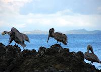 Pelicans, Osa Peninsula Pelicans, Osa Peninsula