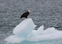 Eagle resting on the ice, Meares Glacier Eagle resting on the ice, Meares Glacier