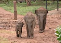 Uda Walawe Elephant Transit Centre Uda Walawe Elephant Transit Centre
