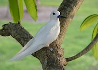 Fairy tern, Bird Island Fairy tern, Bird Island