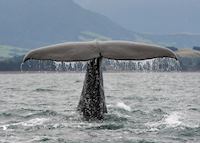 Sperm whale, Kaikoura Sperm whale, Kaikoura