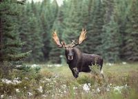 Moose at Algonquin Provincial Park Moose at Algonquin Provincial Park