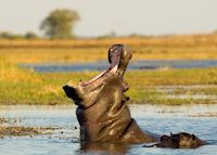 Hippos, Kafue National Park Hippos, Kafue National Park