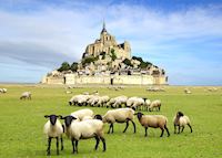 Sheep in front of Mont Saint-Michel, Normandy Sheep in front of Mont Saint-Michel, Normandy