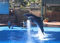 Dolphin show at Ushaka Marine Park Dolphin show at Ushaka Marine Park