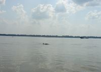 Irawaddy dolphin, Kratie Irawaddy dolphin, Kratie