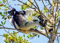 Indri, Andasibe Indri, Andasibe