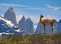 Guanaco, Torres del Paine National Park, Chile Guanaco, Torres del Paine National Park, Chile