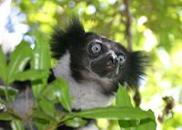 Indri in Perinet Indri in Perinet