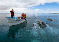 Whale watching, Cradle of the Grey Whale, Baja California Whale watching, Cradle of the Grey Whale, Baja California