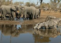 A busy waterhole in the Linyanti Concession A busy waterhole in the Linyanti Concession