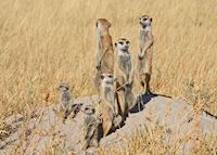 Meerkat family, Makgadikgadi Pans Meerkat family, Makgadikgadi Pans