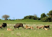 Lion hunting buffalo in the Duba Concession Lion hunting buffalo in the Duba Concession