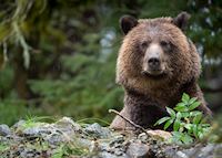 Grizzly, British Columbia Grizzly, British Columbia