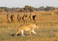Lioness and roan antelope, Busanga region, Kafue National Park Lioness and roan antelope, Busanga region, Kafue National Park