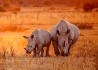 Rhino in Etosha Rhino in Etosha