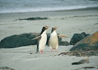 Yellow eyed penguins, Otago Peninsula Yellow eyed penguins, Otago Peninsula