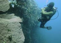 Diver with gorgonian fan coral, Boracay, Philippines Diver with gorgonian fan coral, Boracay, Philippines