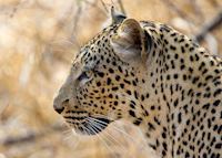 Leopard, South Luangwa National Park Leopard, South Luangwa National Park