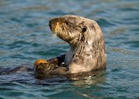 Sea otter, Alaska Sea otter, Alaska