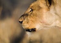 Lion, Etosha National Park Lion, Etosha National Park