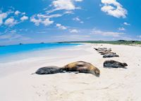 Sea lions, Galapagos Islands Sea lions, Galapagos Islands