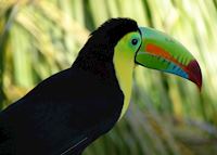 Keel-billed Toucan, Belize Keel-billed Toucan, Belize