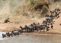 Zebra approaching a river crossing in the Mara Zebra approaching a river crossing in the Mara