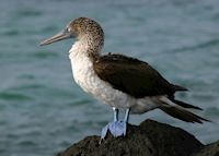 Blue Footed Booby, Galapagos Islands, Ecuador Blue Footed Booby, Galapagos Islands, Ecuador