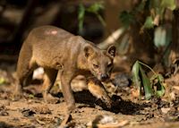 Fossa, Madagascar Fossa, Madagascar