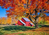 A typical Vermont red barn and maple tree A typical Vermont red barn and maple tree