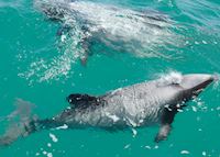 A pair of Hector's dolphins A pair of Hector's dolphins