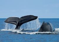 Whales, Hawaii Whales, Hawaii