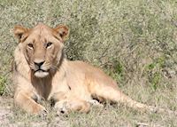 Young male lion, Kwara Concession Young male lion, Kwara Concession