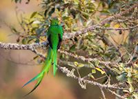 Resplendent Quetzal, Costa Rica Resplendent Quetzal, Costa Rica