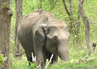 Wild elephant, Nagarhole National Park Wild elephant, Nagarhole National Park