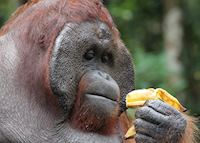 Dominant male orangutan, Tanjung Puting, Indonesia Dominant male orangutan, Tanjung Puting, Indonesia