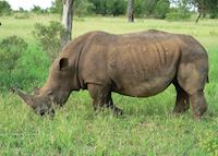Rhino, Greater Kruger Park Rhino, Greater Kruger Park