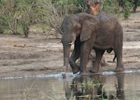 Elephant enjoying a drink of water Elephant enjoying a drink of water