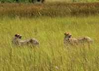 Cheetah on Chiefs Island Cheetah on Chiefs Island