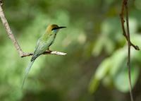 Bee-eater in the Yala National Park Bee-eater in the Yala National Park