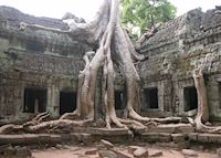 Ta Prohm temple being reclaimed by the jungle, Siem Reap Ta Prohm temple being reclaimed by the jungle, Siem Reap